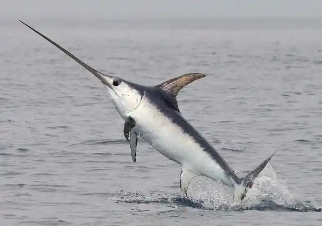 旗鱼和剑鱼谁是海洋中的小霸王