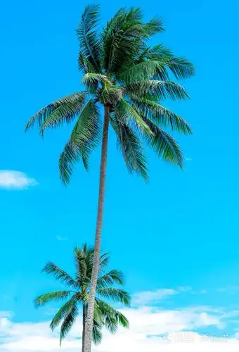 695_1023竖版 竖屏