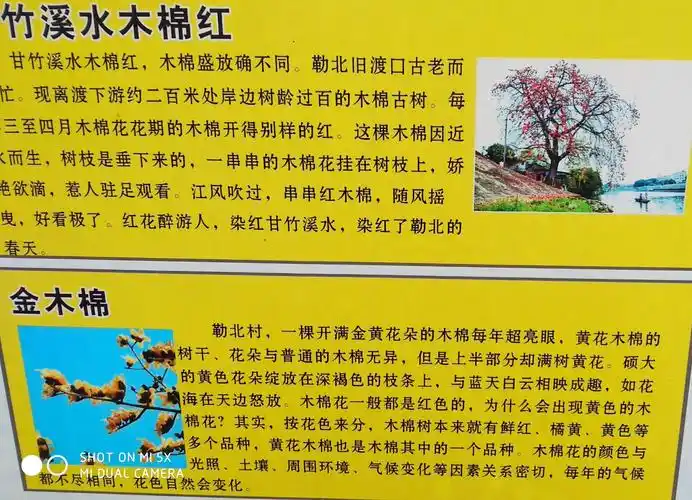 南国最美木棉花