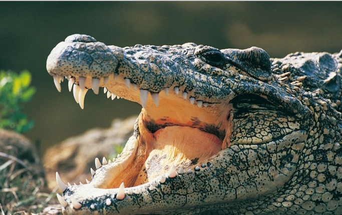 标记观察,研究者发现幼年鳄鱼的牙齿干细胞处于牙板远端增大的突起