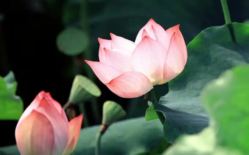 夏日荷花唯美高清图片桌面壁纸