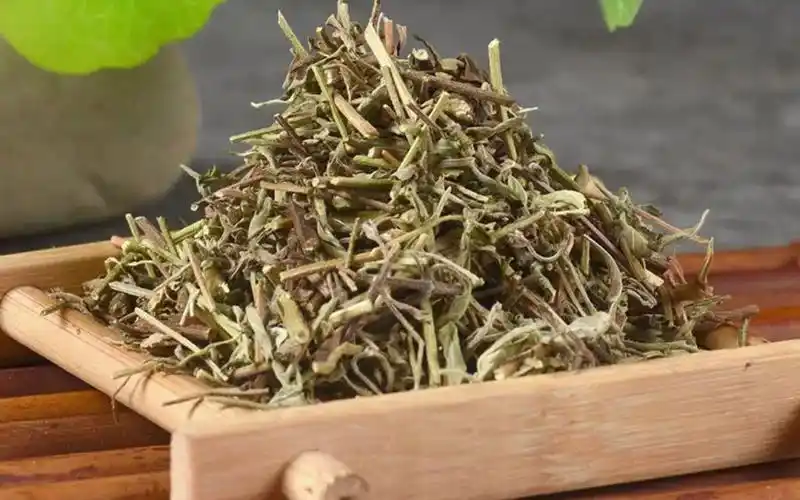 一分钟认识中药之香薷