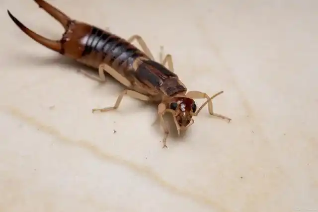 卫生间的灶马蟋产生原因及预防方法