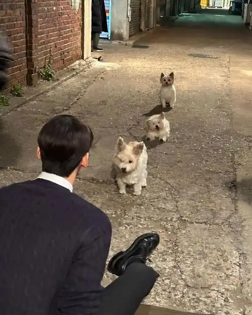 车银优韩剧今天也很可爱的狗