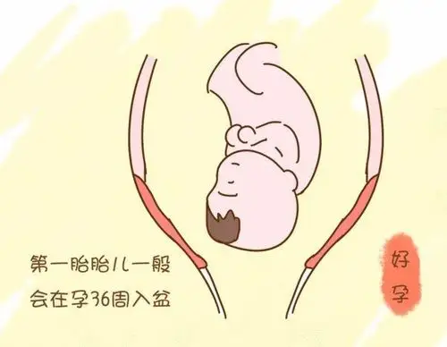 孕宝宝在母腹十月体位变化!邻产20多天胎头还朝上!还能转换体位吗?