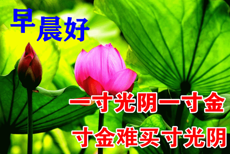 8张最新漂亮夏日早上好图片动态鲜花带字夏天最美早安图片鲜花带字带