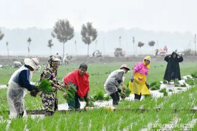 「美图」雨中的风景 获嘉县农民冒雨插秧忙