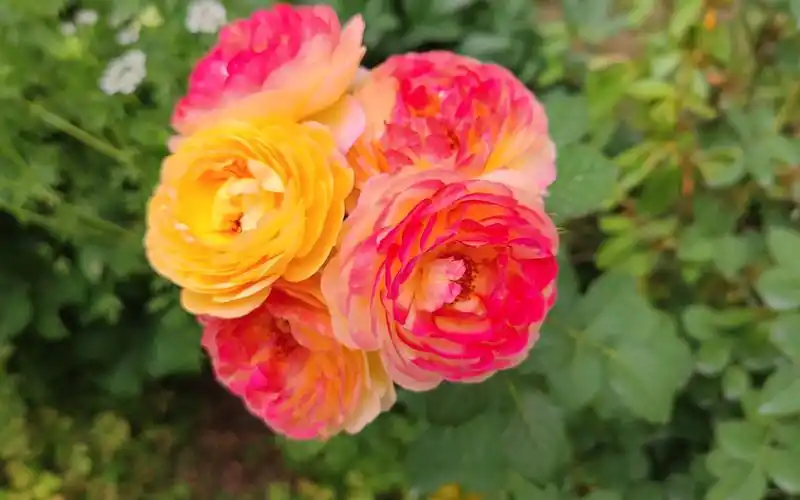 【詹森】重度颜控的天堂(关于詹森月季的一些介绍)