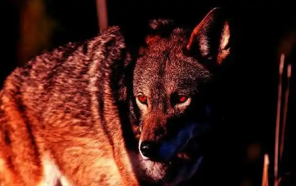 红太狼原来真实存在,比大熊猫还稀有珍贵,没几人见过真面目