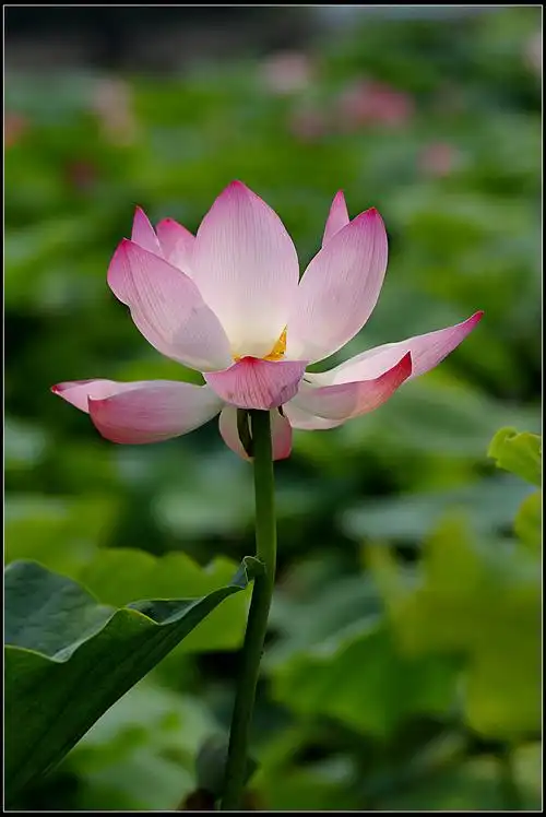 携吉祥【荷花】恭祝涿州论坛开版大吉,祝贺发哥老师荣任首版