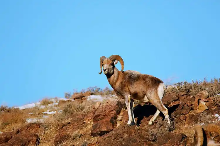 栖息在中蒙边境线的盘羊