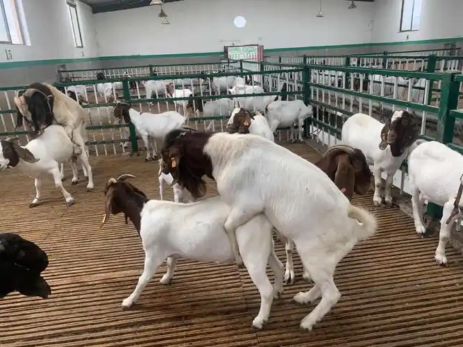 贵州纯种山羊波尔种羊水家桑羊