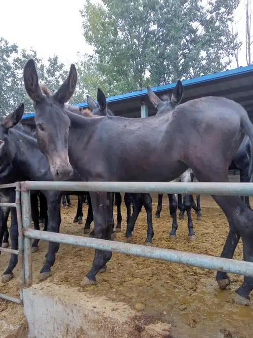 种驴100-200斤