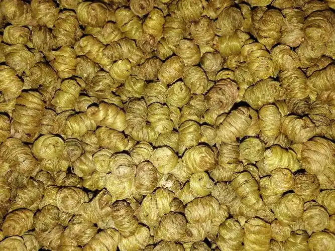 富强生态农业生态正宗霍山石斛风斗品质好品感佳