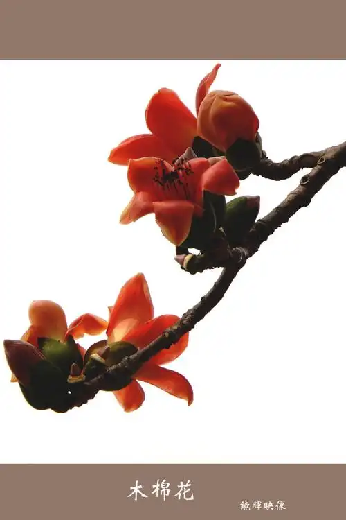 木棉花开