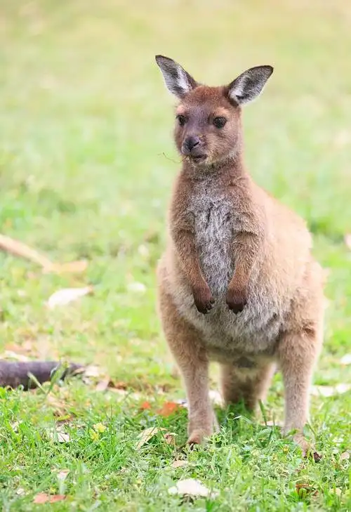 澳大利亚发生80年一遇袋鼠杀人事件肇事袋鼠被警察击毙