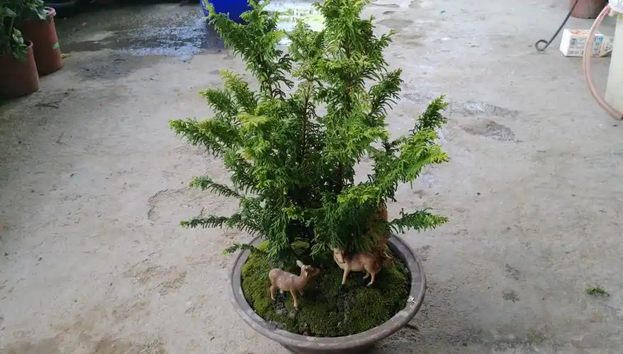 创意植株,盆景 黄金石化桧