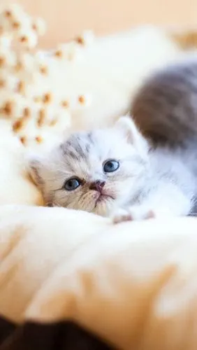 唯美呆萌可爱小猫咪手机桌面壁纸