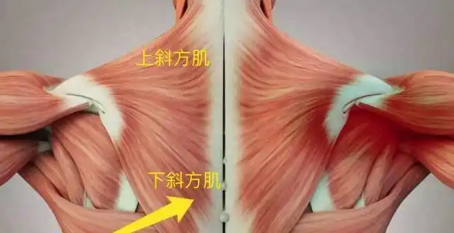 练习斜方肌脖子会不会变粗影响美观哪些人需要注意