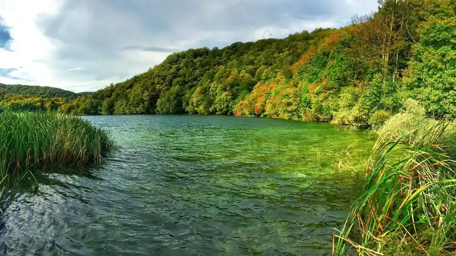 护眼壁纸分享!斯洛文尼亚清新森林美景,让眼睛有片刻的放松!