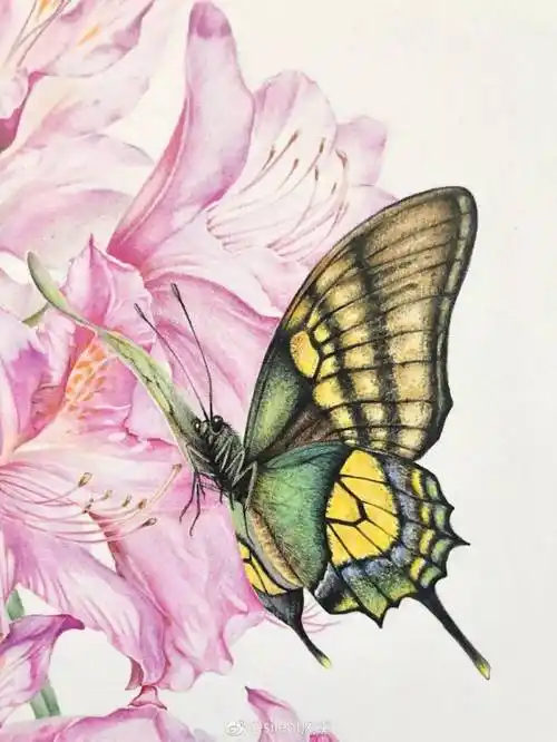 彩铅画入门教程步骤图,蝴蝶彩铅画蝴蝶又简单又漂亮_视频_金斑_高清