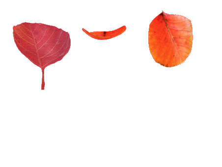 黄栌红叶动画 - 图片素材 - 锐普ppt论坛 - powered by discuz!