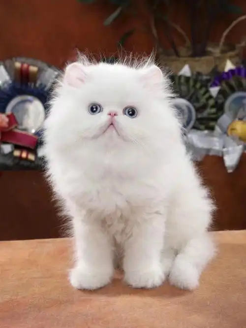小耳朵 爆毛,一线水滴眼#波斯猫  #纯白波斯猫  #加菲猫