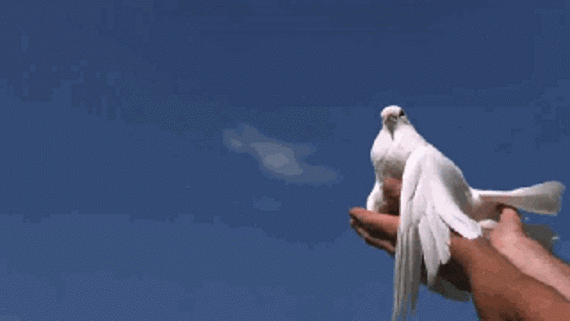 《见过鸽子,没见过这么全的!太漂亮了!(2)》