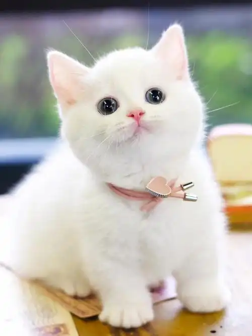 纯白曼基康矮脚妹妹白矮脚猫纯白杭州猫舍