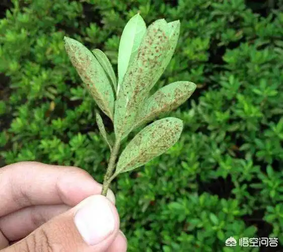 头条问答 - 草木灰能不能防治红蜘蛛病害?(16个回答)