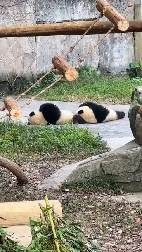 喝完盆盆奶,渝可渝爱都一起醉奶中,这就是双胞胎的默契吧