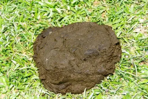 堆的水牛粪便照片-正版商用图片1cup5u-摄图新视界