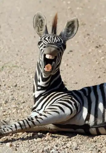 动物也搞怪, 十三张有趣的动物图片.