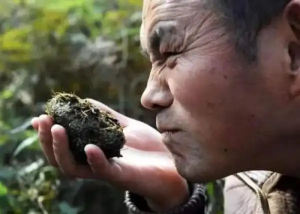 部分名贵香水是动物粪便调制而成明明是粪便为何却奇香无比