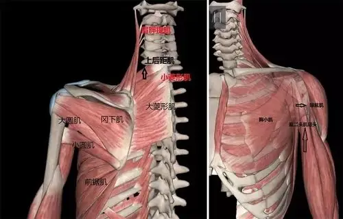 你的肩胛骨飞起来了吗上