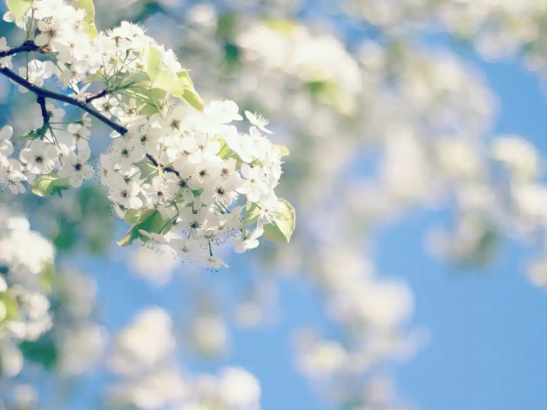 春天满树梨花唯美风景高清壁纸(二)