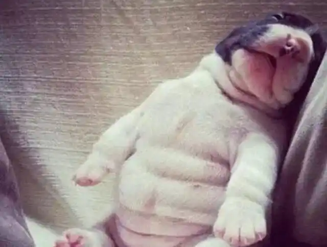 狗狗没有饱腹感其实看这几点就能知道狗狗吃饱没