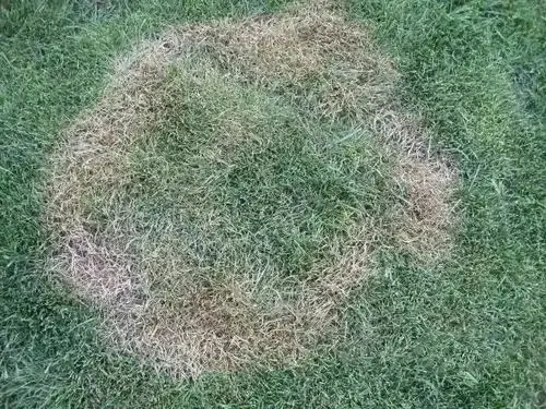 草坪褐斑病正在暴发,如何防病,治病?