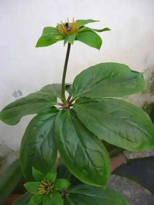 每天一味中草药:重楼,七叶一枝花,又名蚤休,能治蛇毒-张会永副主任