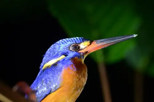 用微距头拍翠鸟一组蓝耳翠鸟