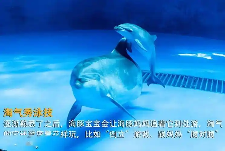 海豚宝宝(海豚宝宝是怎么出生的) 第1张