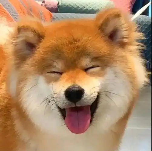 有些狗狗的笑容简直不能太治愈!听说养柴犬还能延年益寿的?