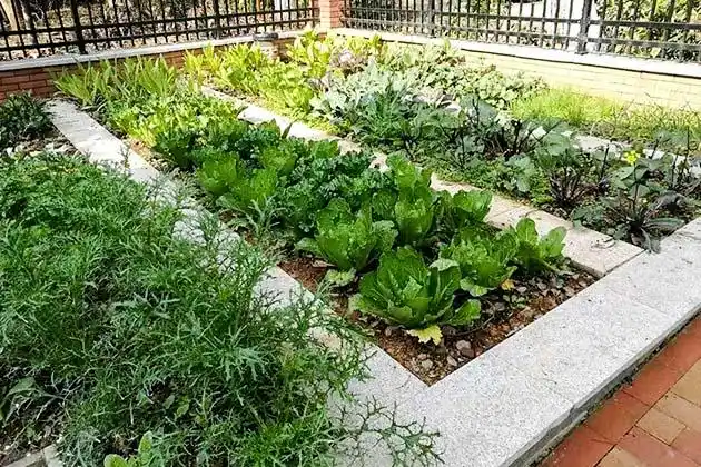 相比于花园式的美丽与浪漫,房前屋后的菜园更接地气和富有人情味,它