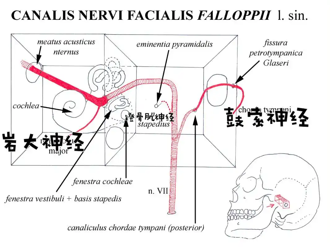 走行在面神经管内的面神经及其分支