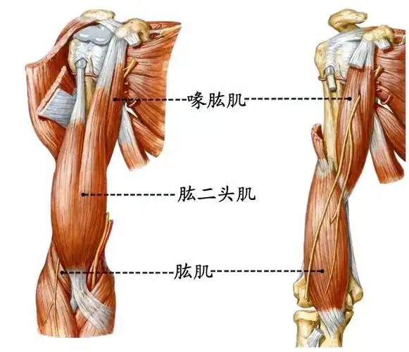 上臂屈肌肱二头,屈肘前臂能旋后;   还能协助屈上臂,肌肉