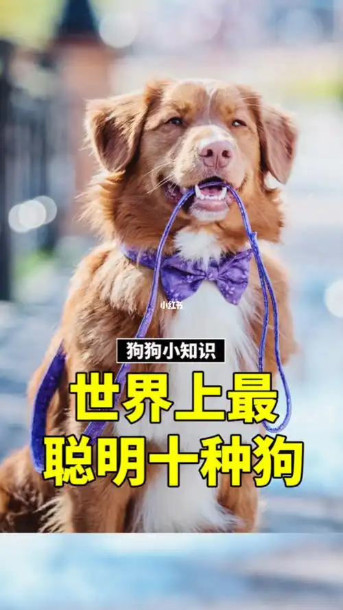 世界上最聪明的十种狗狗