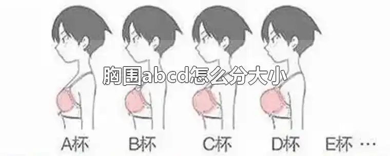 胸围abcd怎么分大小