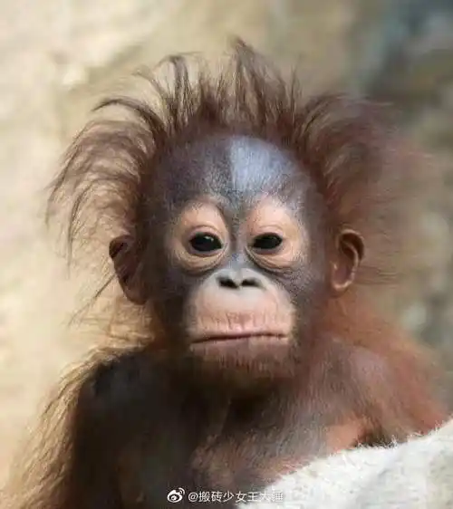 人类幼崽的发型有多搞笑##年度欢乐放映厅