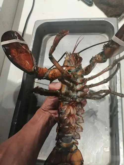 810斤波士顿龙虾批发5斤超大波龙价格3斤的波士顿龙虾多钱一斤