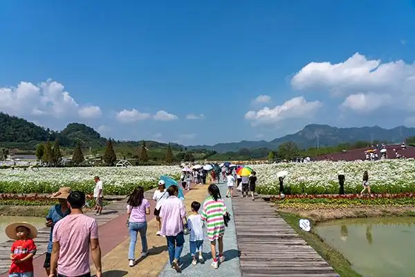 2021年10月1日,浙江省金华市武义县花田小镇一片花海中游人如织.